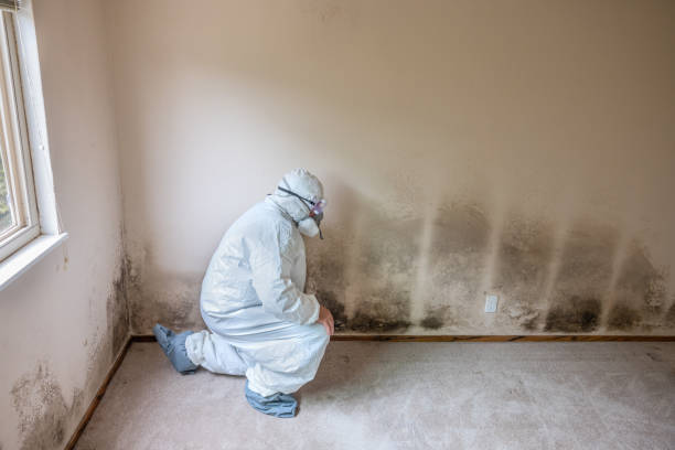 Best Commercial Mold Inspection  in Timberne, LA